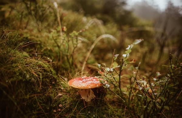 Seminář pro lesní pedagogy