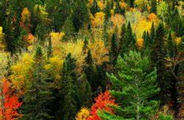 Modriny na podzim , pohled zvrchu