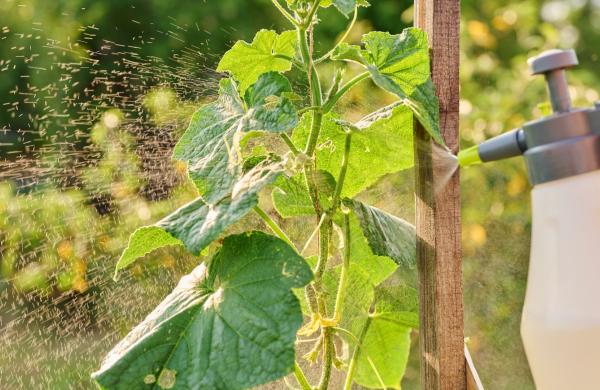 ilustrační foto,  zdroj Canva