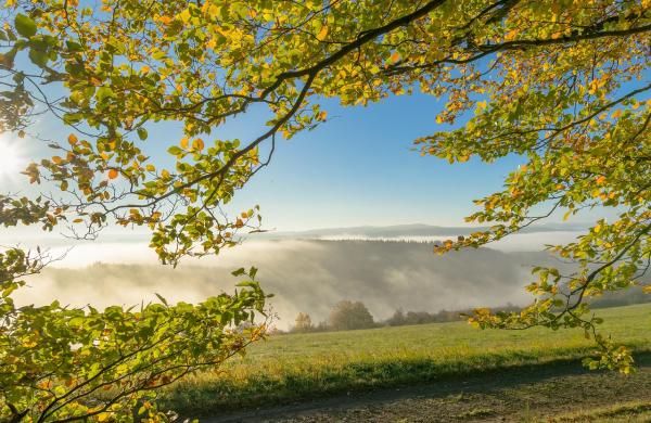 Webinář „Integrovaná ochrana lesa a přípravky na ochranu lesa“