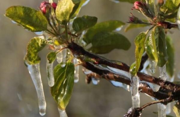 Jabloň zamrzlá
