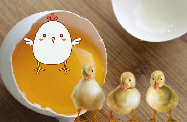 vajíčko, kuře a housata 