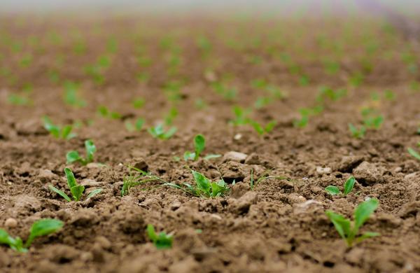 sazenice cukrová řepa, pole