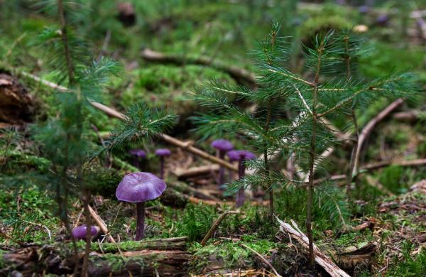 Webinář Pěstební postupy v mladých lesních porostech na post-kalamitních plochách