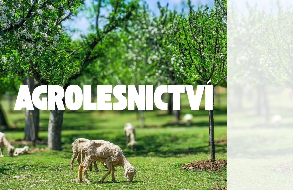 Ilustrační snímek, zdroj Canva