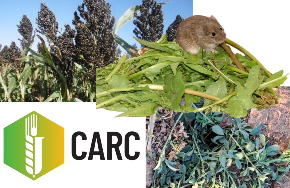 Ilustrační snímek, zdroj: CARC