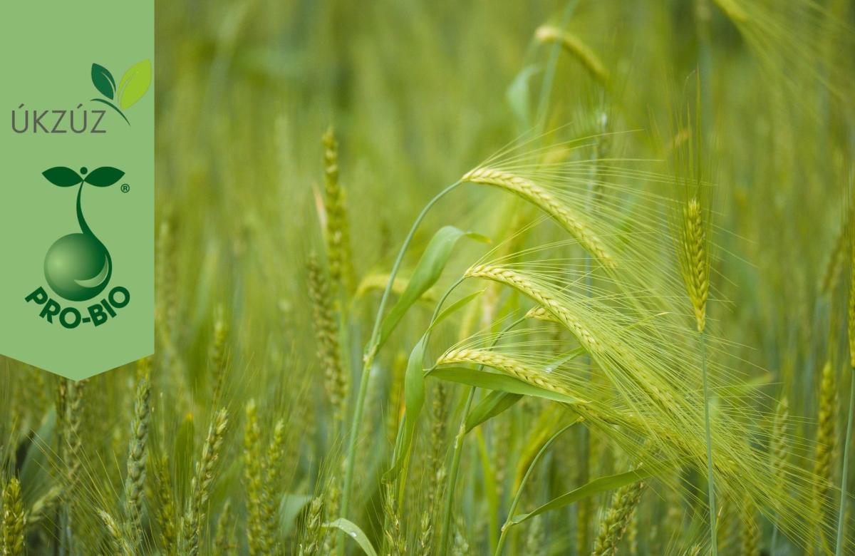 Ilustrační snímek, zdroj Canva.com