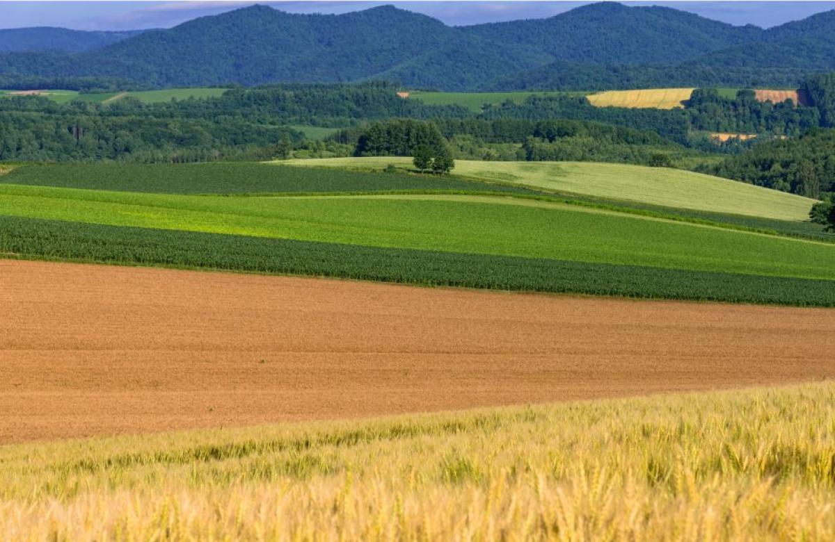 Ilustrační snímek, zdroj Canva.com