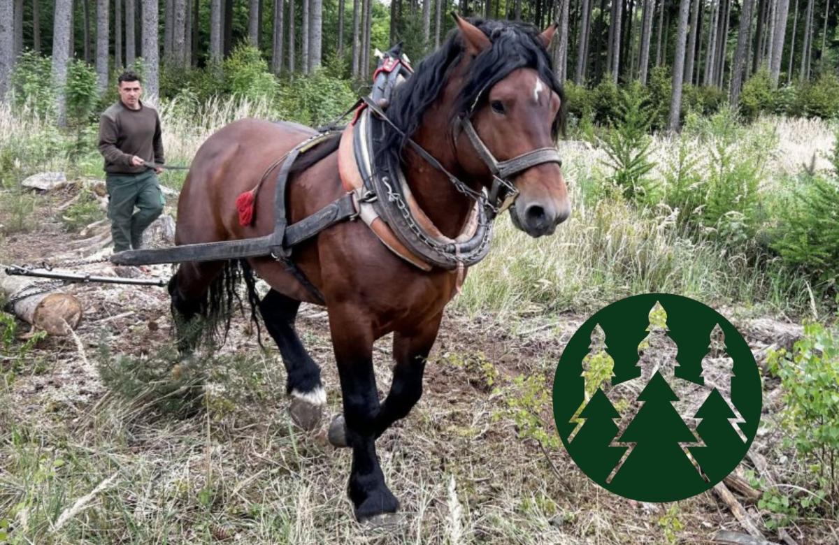 Ilustrační snímek, zdroj Lesy ČZU