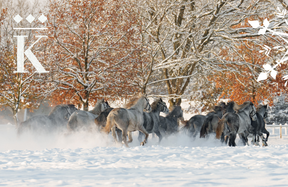 Ilustrační snímek, zdroj: Národní hřebčín Kladruby nad Labem