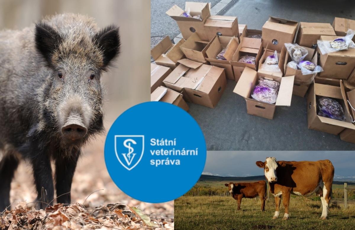 Ilustrační snímek, zdroj SVS a Canva.com