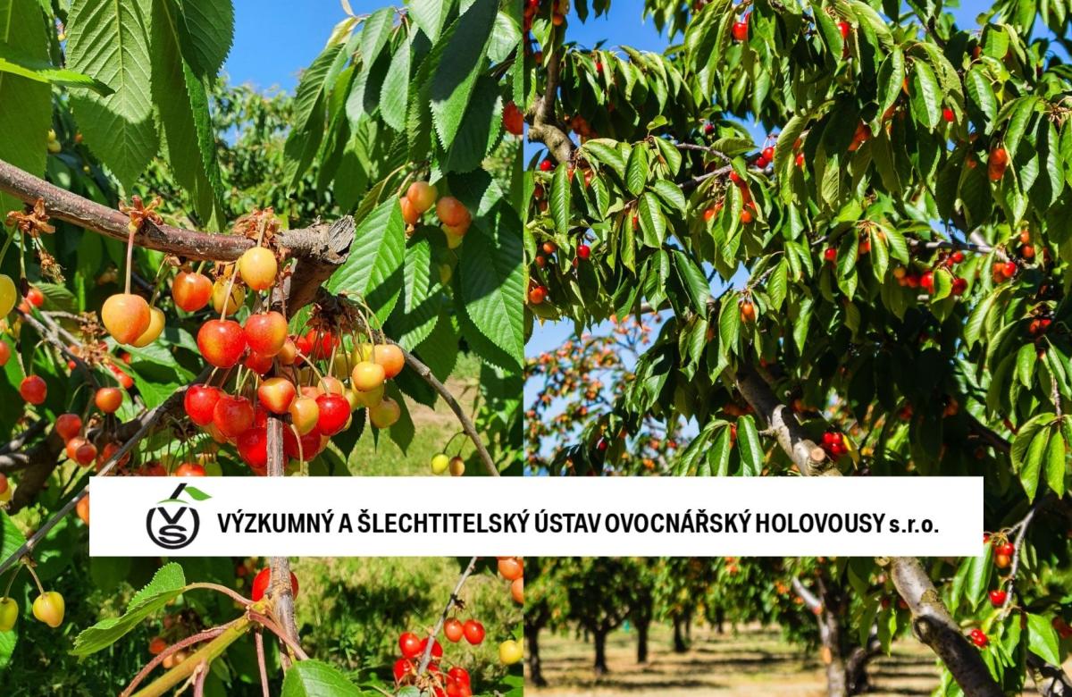 Ilustrační snímek, zdroj Výzkumný a šlechtitelská ústav ovocnářský Holovousy a Canva