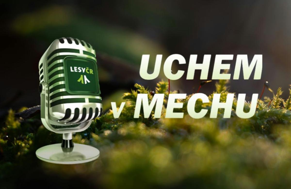 Ilustrační snímek, zdroj: Lesy ČR a Canva.com