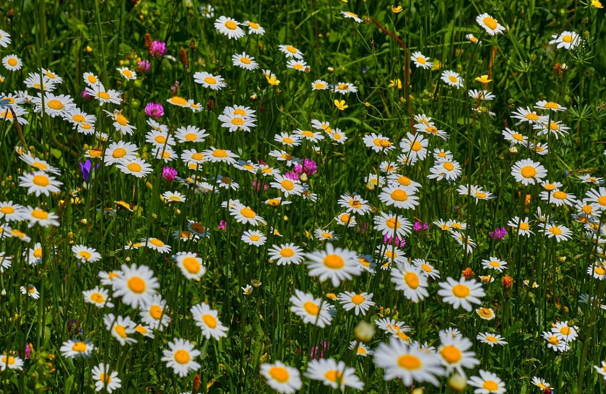 Ekologické zemědělství