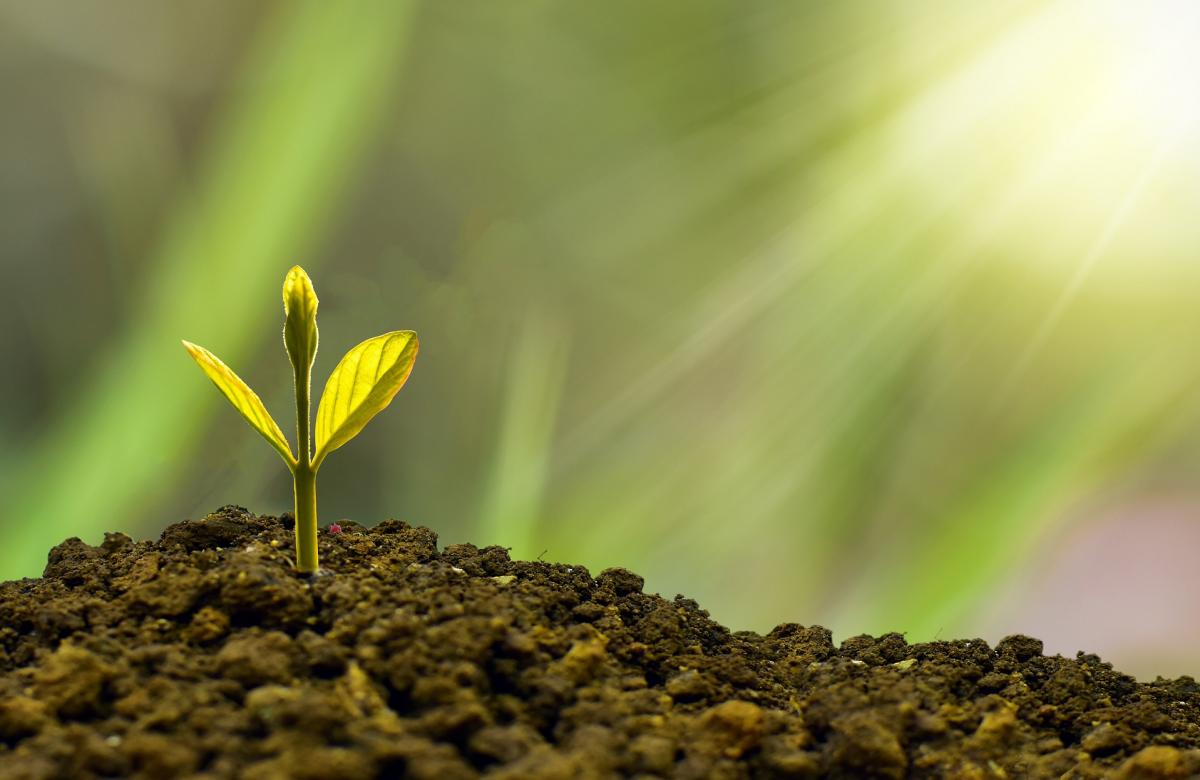 rostlinka, půda, sluneční paprsky