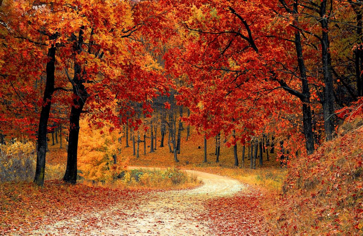 podzim, listí, stromy, cesta