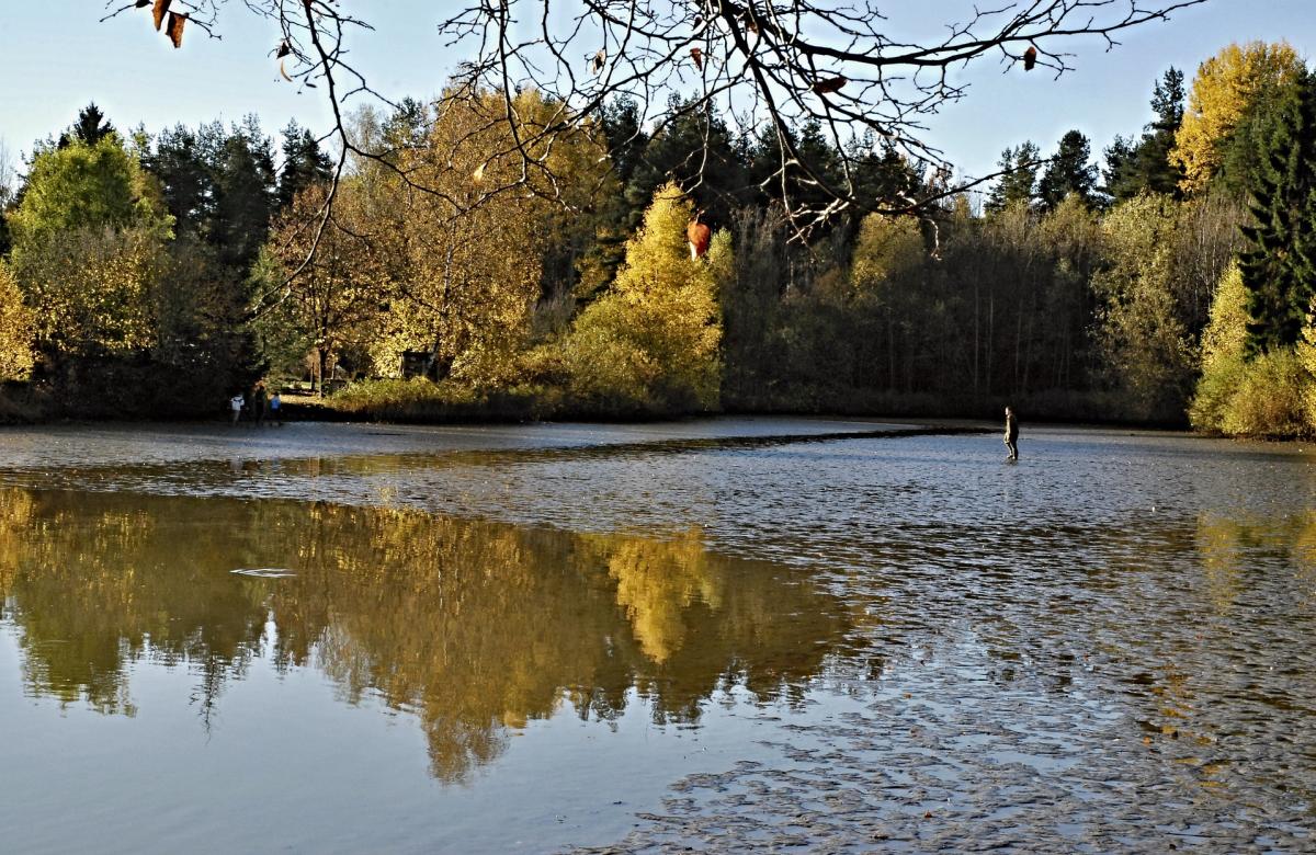 rybník, les