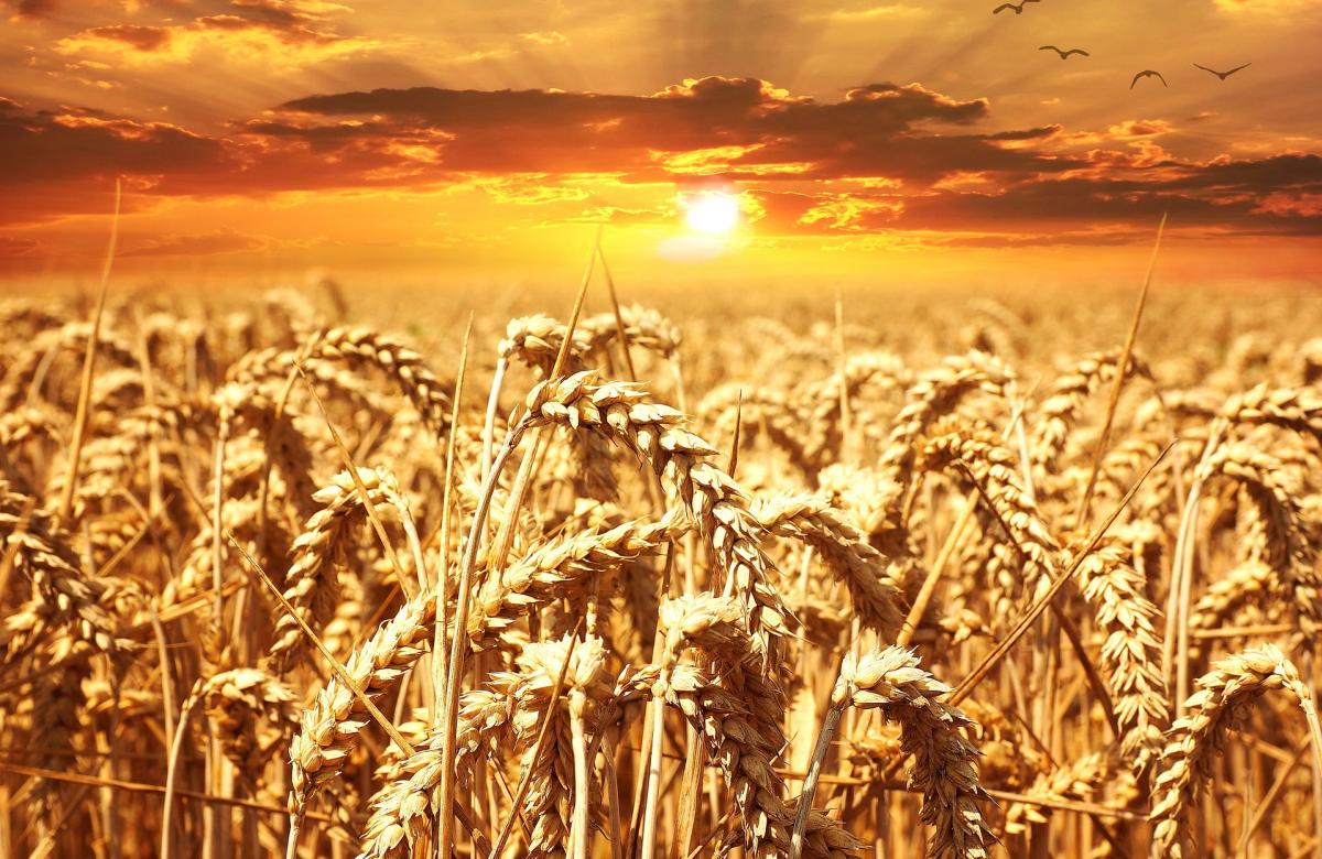 pšenice, horizont, slunce